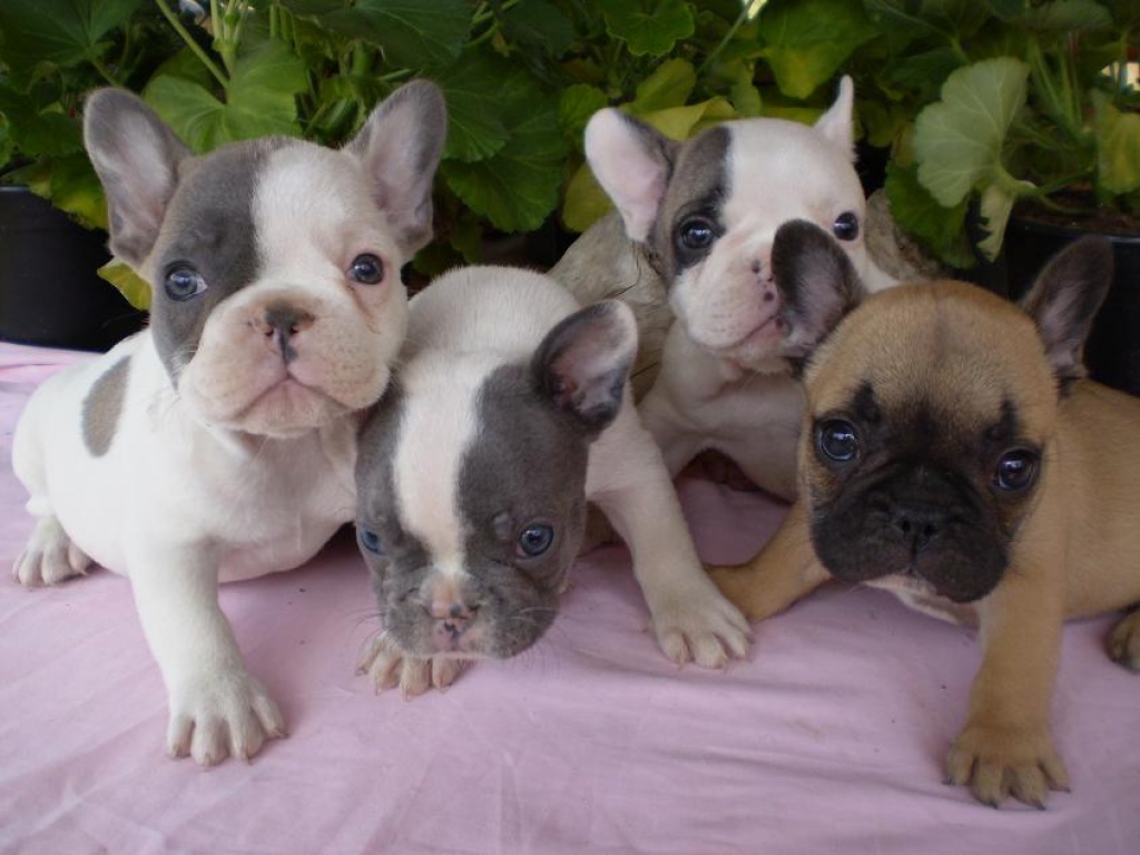 franzsische bulldogge zchter