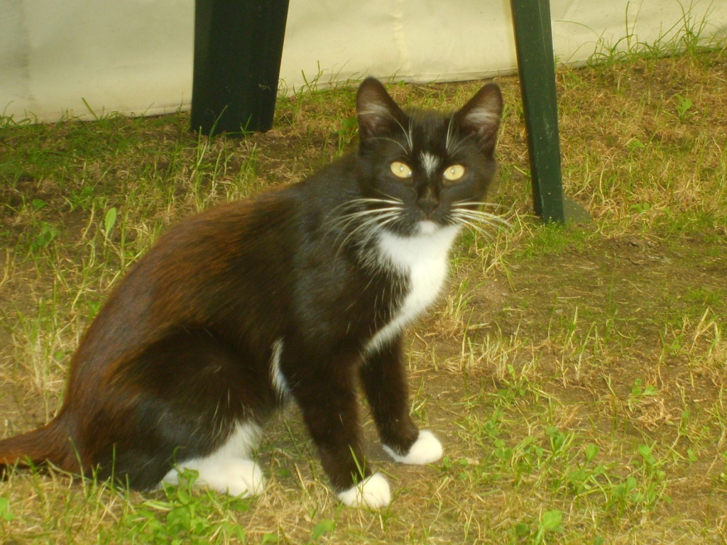 Gartenmobel Zu Verschenken In Koln : Kater Zu Verschenken Katzen Pictures to pin on Pinterest Gartenmobel Zu Verschenken In Koln : Kater Zu Verschenken Katzen Pictures to pin on Pinterest