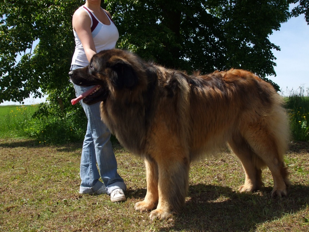 leonberger german mountain leonberger puppies for sale leonberger german mountain leonberger puppies for sale