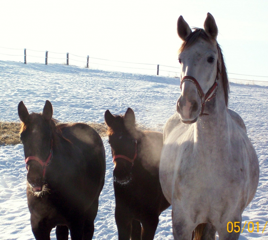 Tieranzeigen Sattelkammer Kleinanzeigen