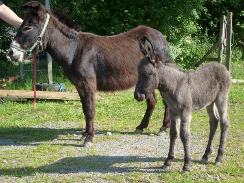 Nutztiere Esel Tieranzeigen Seite 1