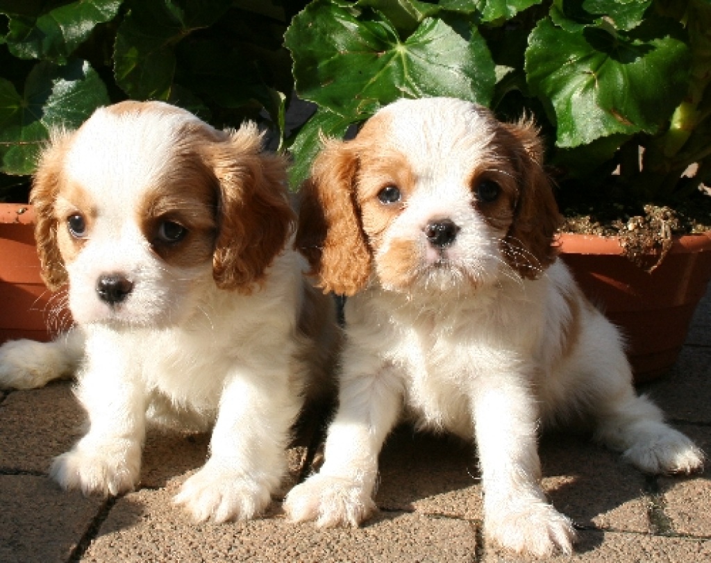 Cavalier King Charles Spaniel Welpen Kaufen Cavalier King Charles Spaniel Welpen - Spaniel