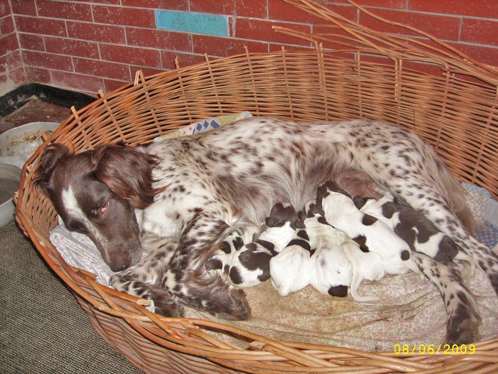 Kleine Münsterländer Welpen - Jagdhunde
