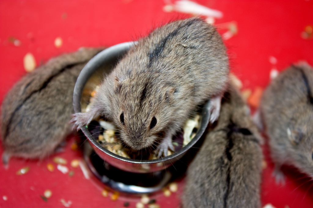 kostenlos kleinanzeigen tiere