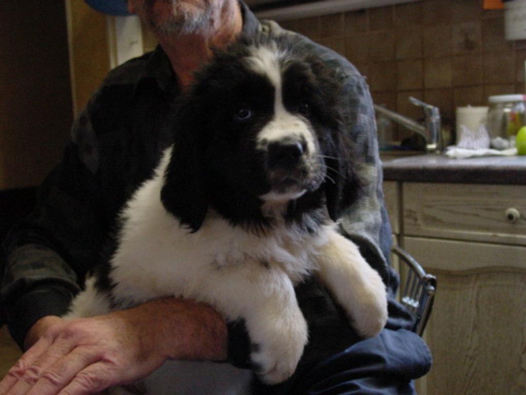 http://www.tiere-kleinanzeigen.com/export/20101002123221.jpg