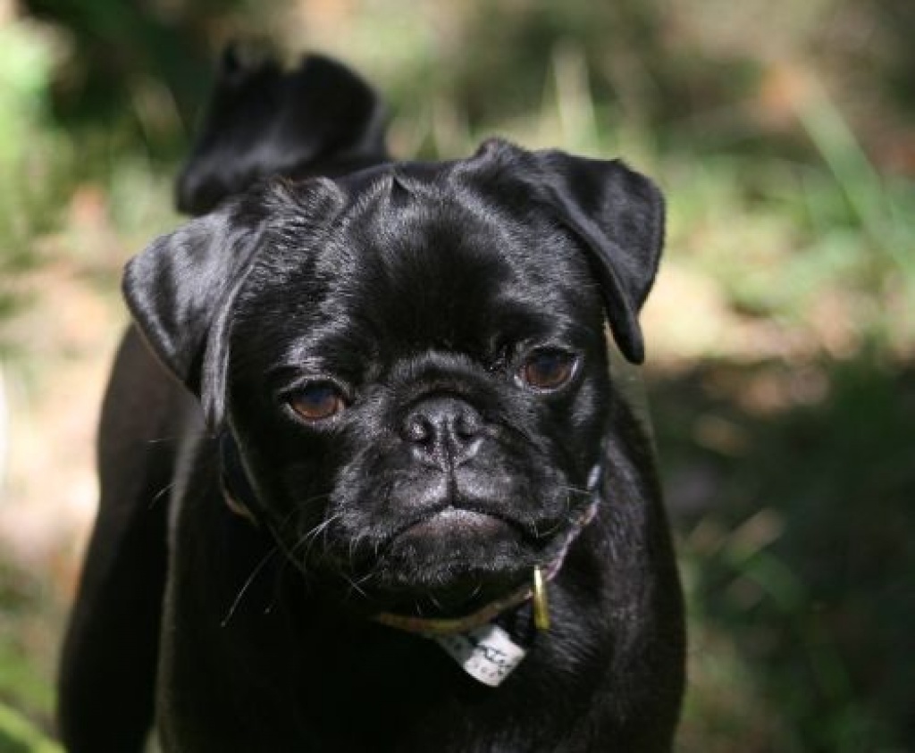 Mopswelpen in RheinlandPfalz Mops