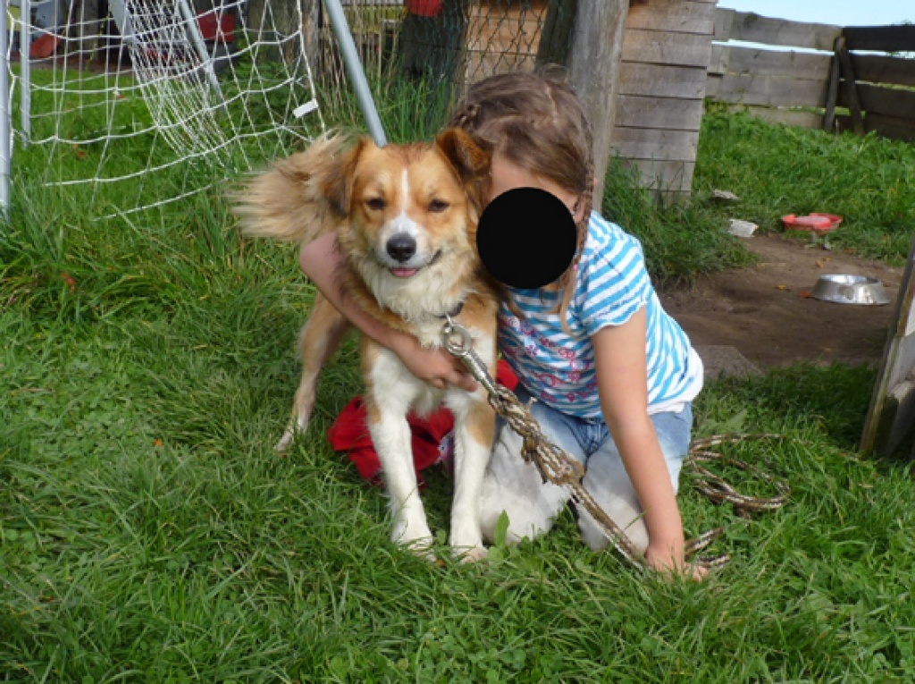 Tieranzeigen Mischlingshund Kleinanzeigen