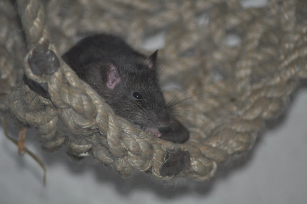 Tieranzeigen Information Kleinanzeigen