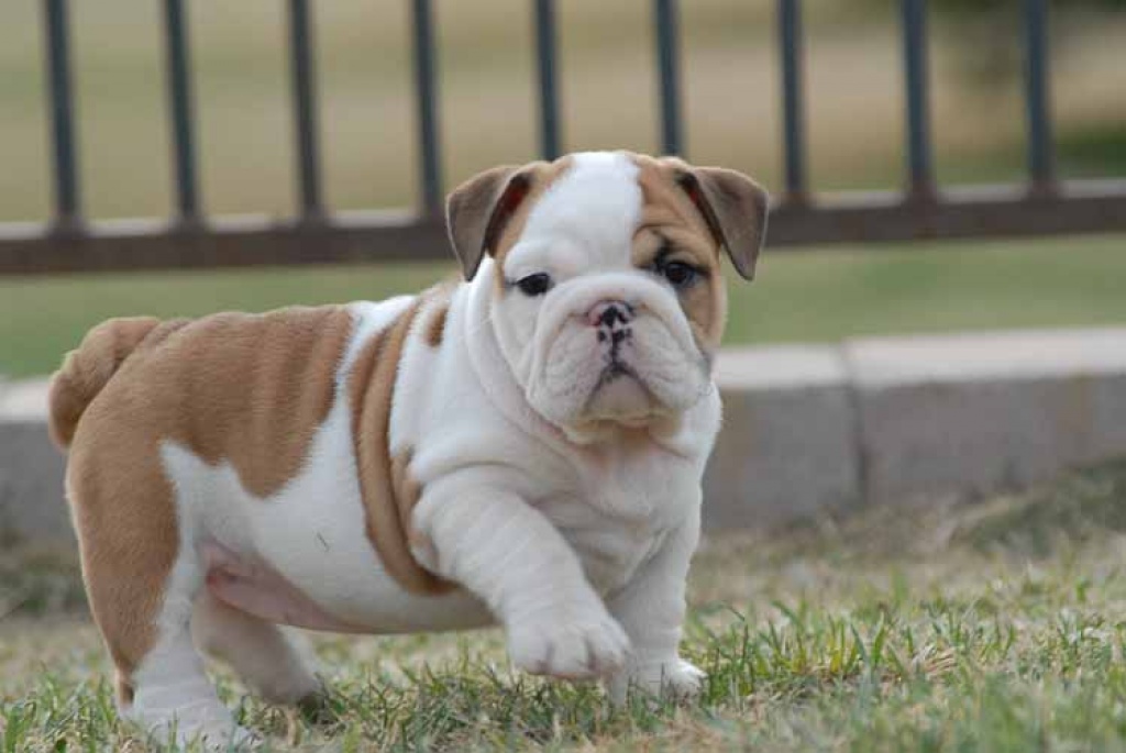 Englische Bulldoggen Welpen Bulldog