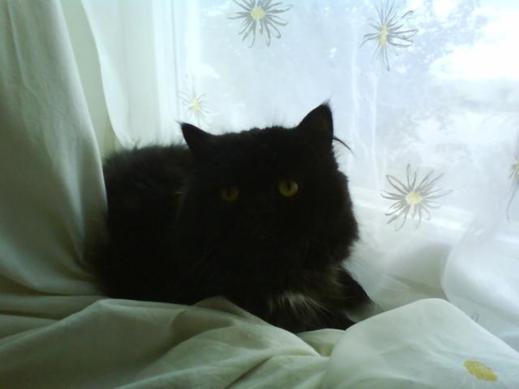 Katzen kennenlernen