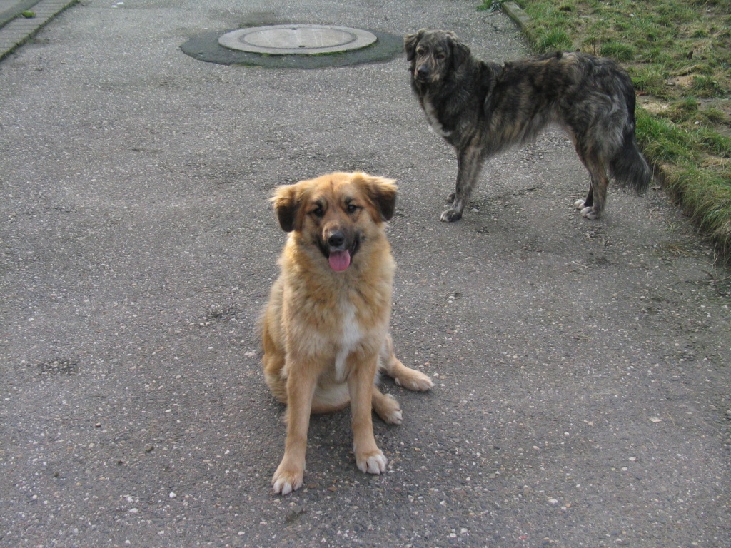 leonberger golden retriever mix the gallery for gt leonberger golden retriever mix leonberger golden retriever mix the gallery for gt leonberger golden retriever mix