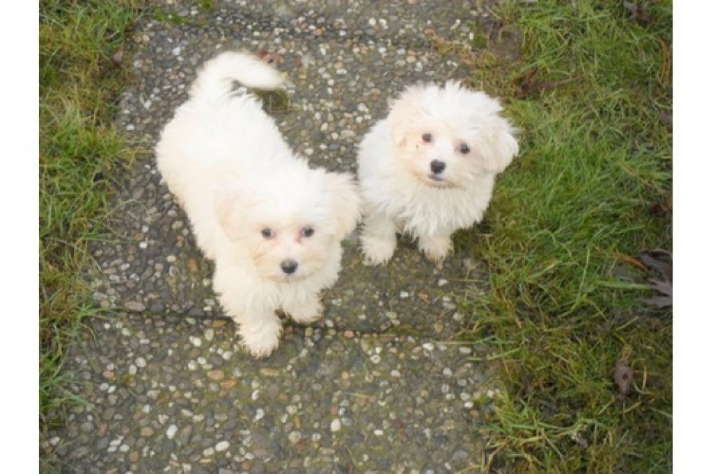 Hunde Rassehunde Malteser Tieranzeigen Seite 4