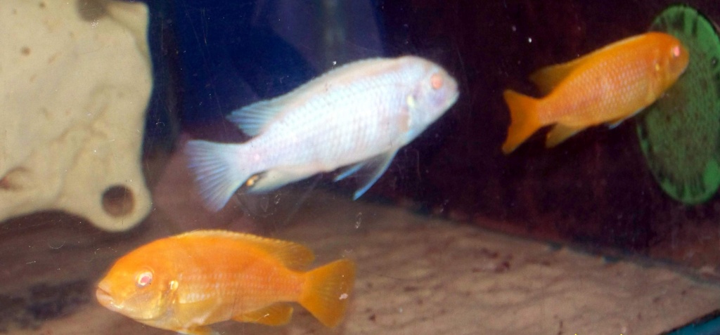 Pseudotropheus saulosi Albino Barsche