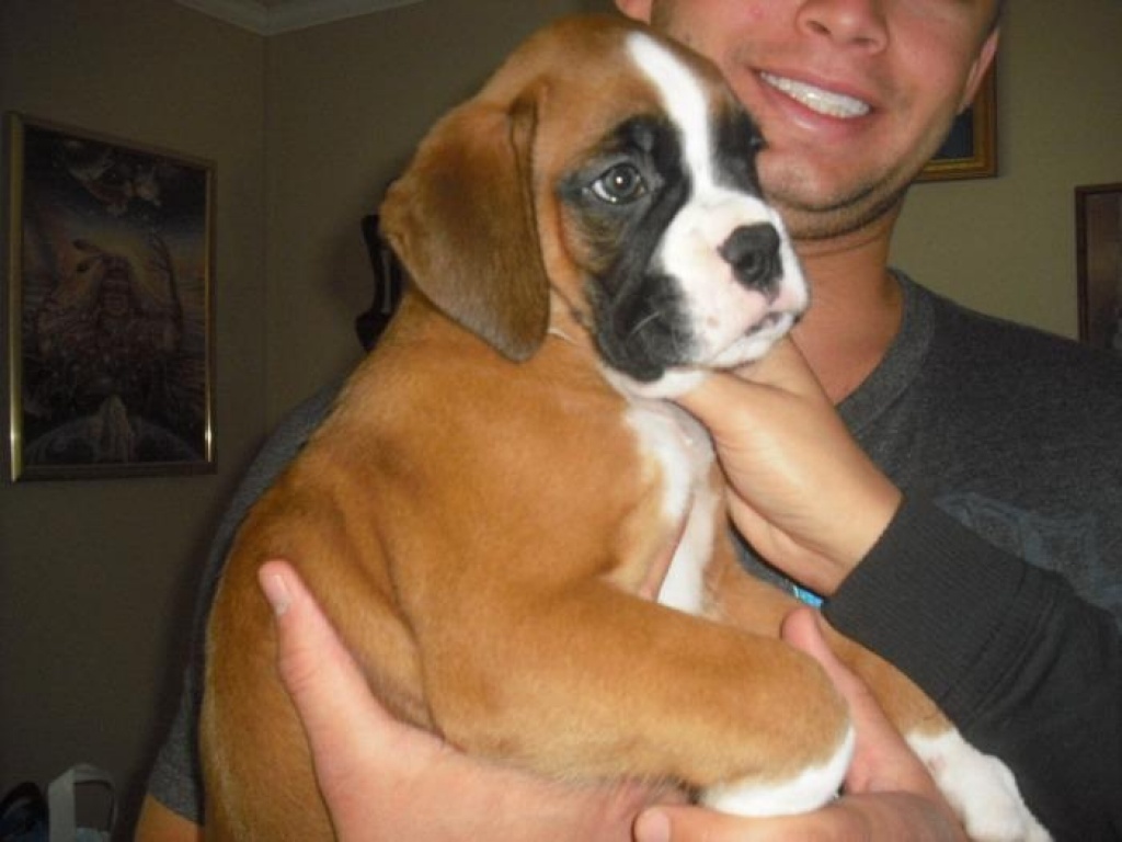 boxer welpen