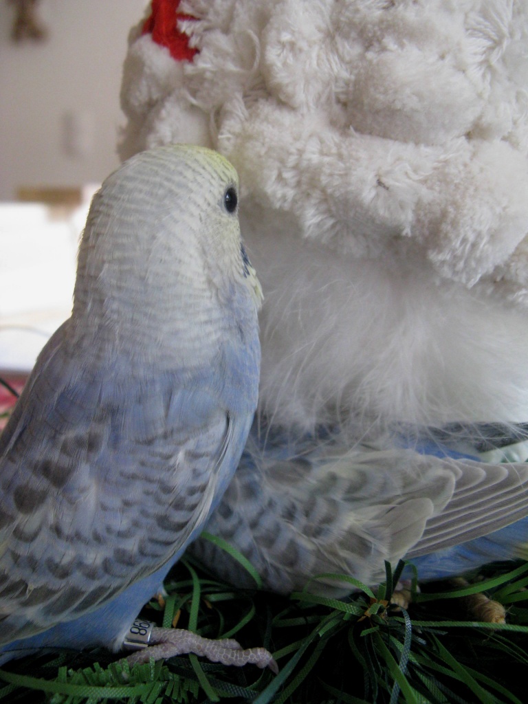 Tieranzeigen Wellensittich Kleinanzeigen