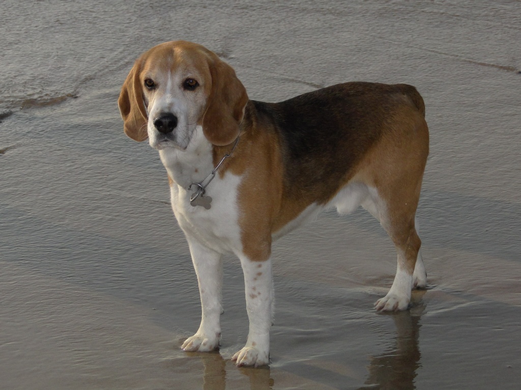 Beagle Mischling Beagle Mischling