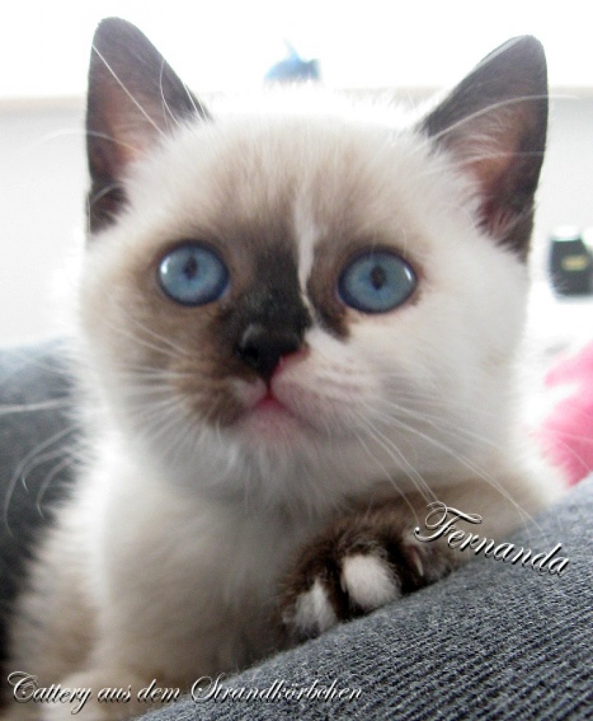 Pictures Of Russian Siberian Cats Pictures Of Russian Siberian Cats