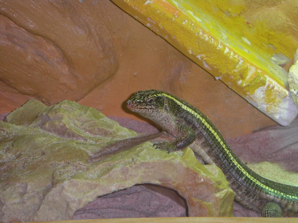 3 Felsenschildechsen mit Terrarium Echsen