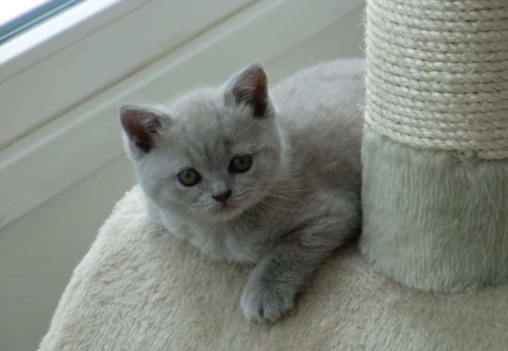 Kennenlernen katzen