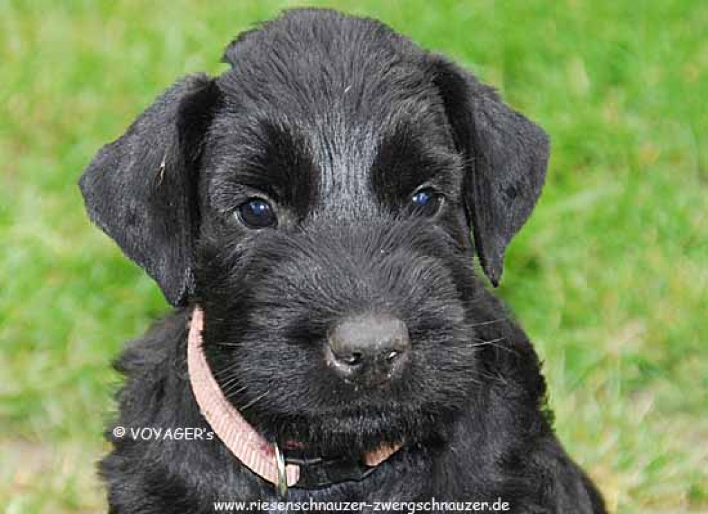 Tieranzeigen Riesenschnauzer Kleinanzeigen