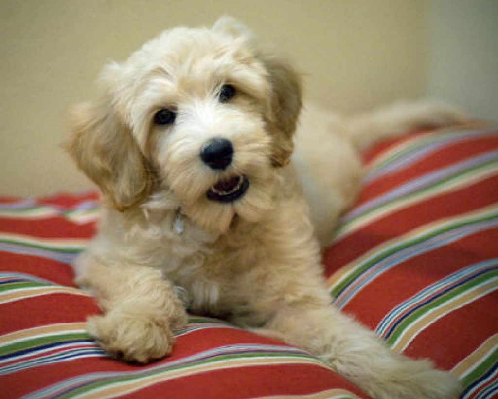 Hunde - Rassehunde - Pudel Tieranzeigen Seite 2