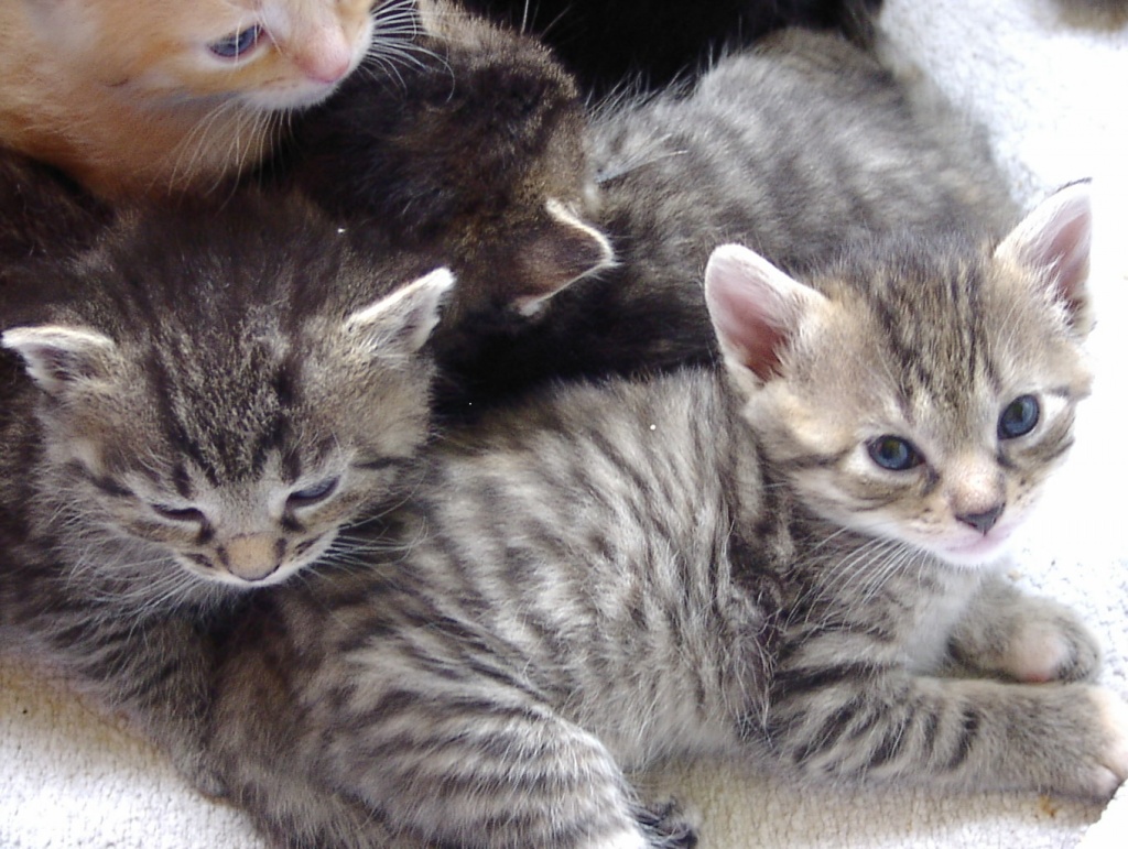 Gartenmobel Zu Verschenken In Koln : Wochen altes Grautieger Kätzchen abzugeben Katzen Hauskatzen Gartenmobel Zu Verschenken In Koln : Wochen altes Grautieger Kätzchen abzugeben Katzen Hauskatzen