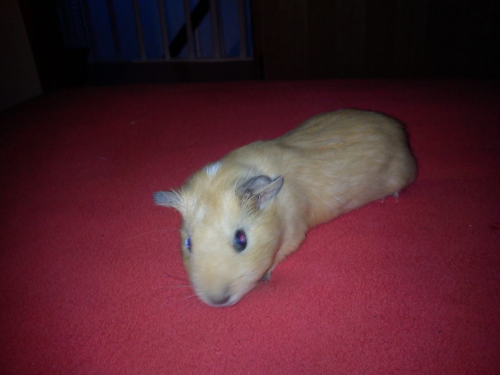 Nagetiere - Meerschwein Tieranzeigen Seite 3 Nagetiere - Meerschwein Tieranzeigen Seite 3