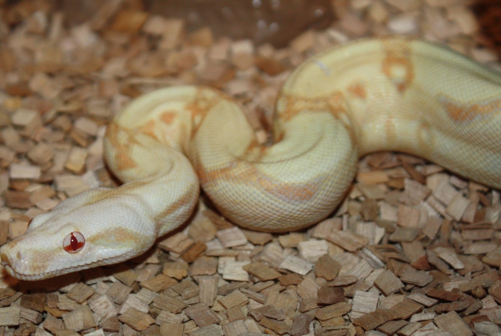 Reptilien Schlangen Tieranzeigen Seite 9