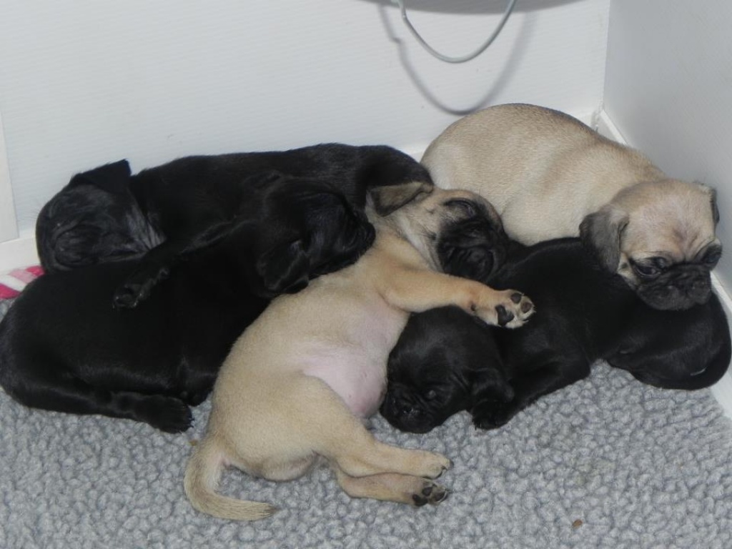 mops welpen abzugeben Mops