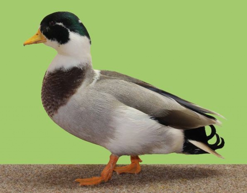 Tieranzeigen Zwergenten Kleinanzeigen