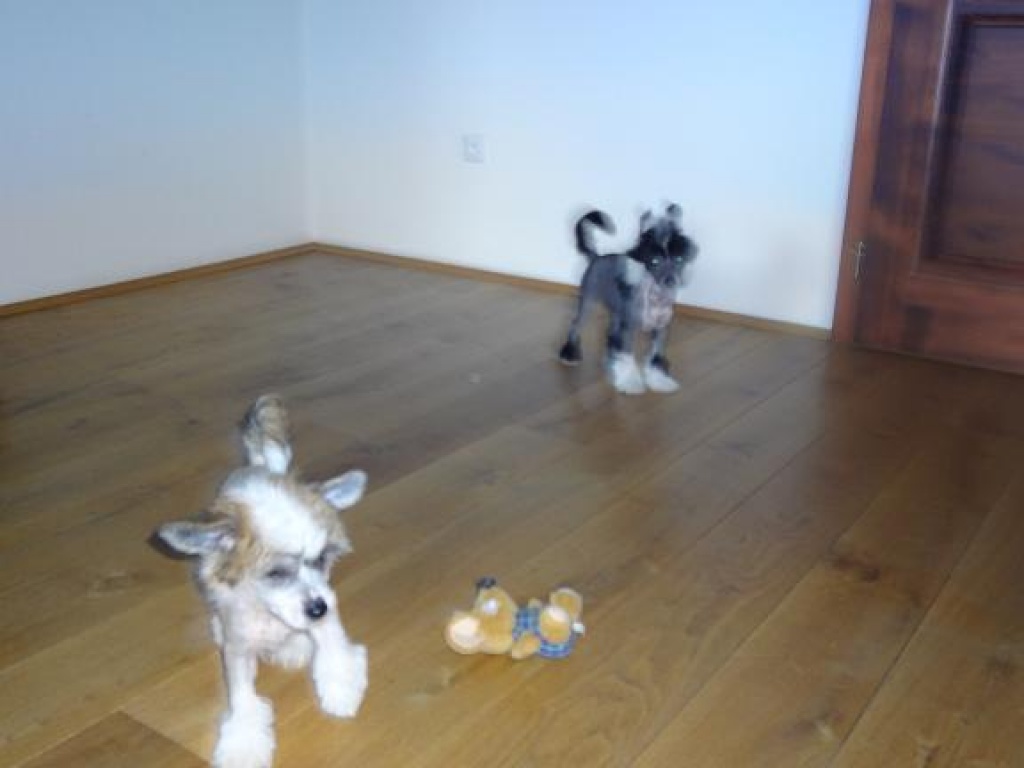 Hunde Rassehunde Chinese Crested Dog Tieranzeigen