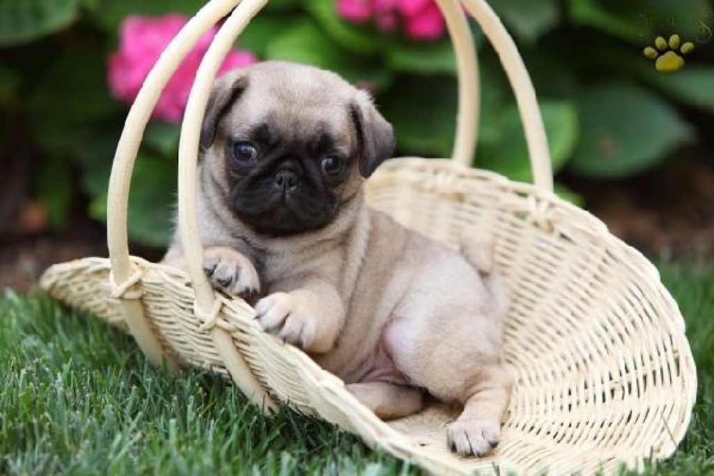 Schöne Mops Welpen zur Verfügung Mops