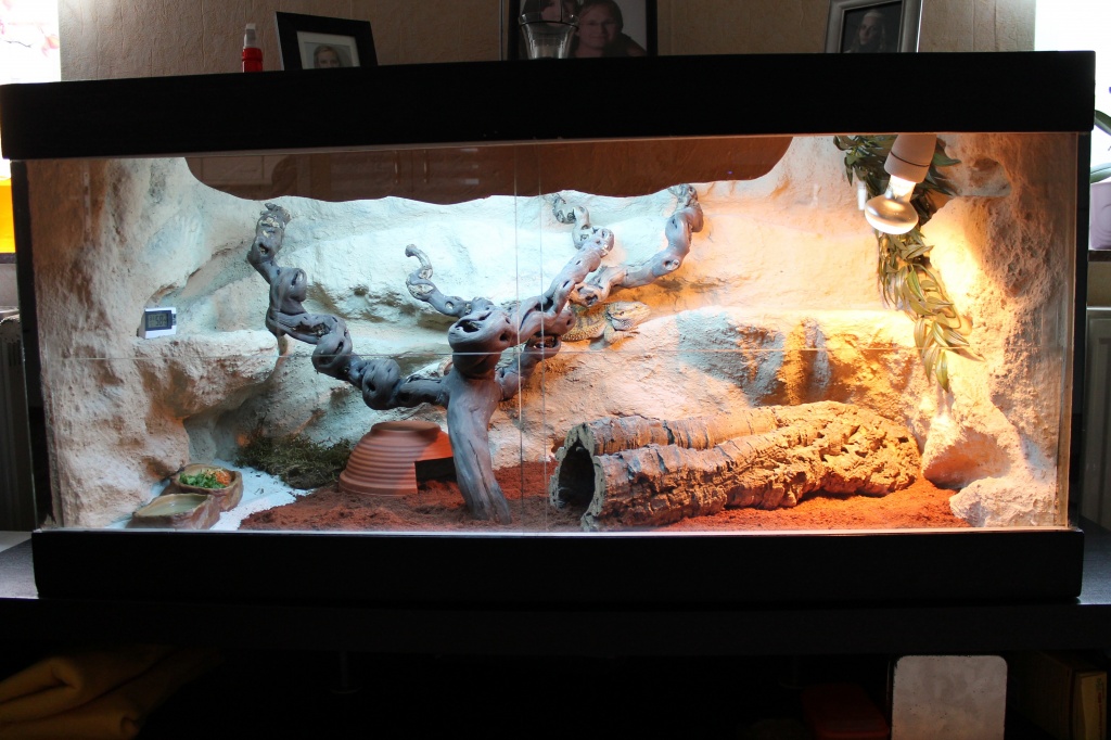 Reptilien terrarien tieranzeigen seite 1 Holz rückwand