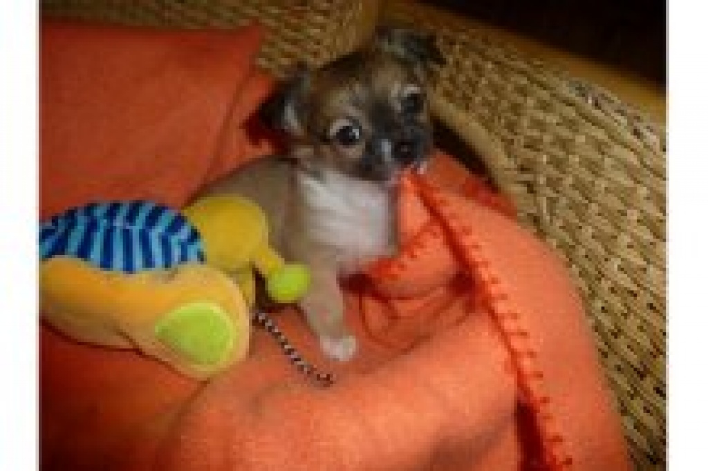 Eine Susse Zucker Chihuahua Welpen Sucht Neues Zuhause Chihuahua