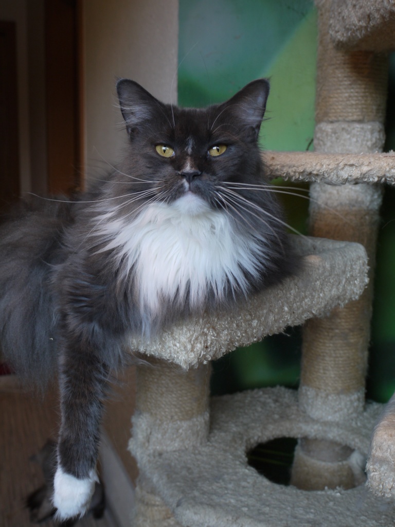 Grey Maine Coon With Black Cat Grey Maine Coon With Black Cat