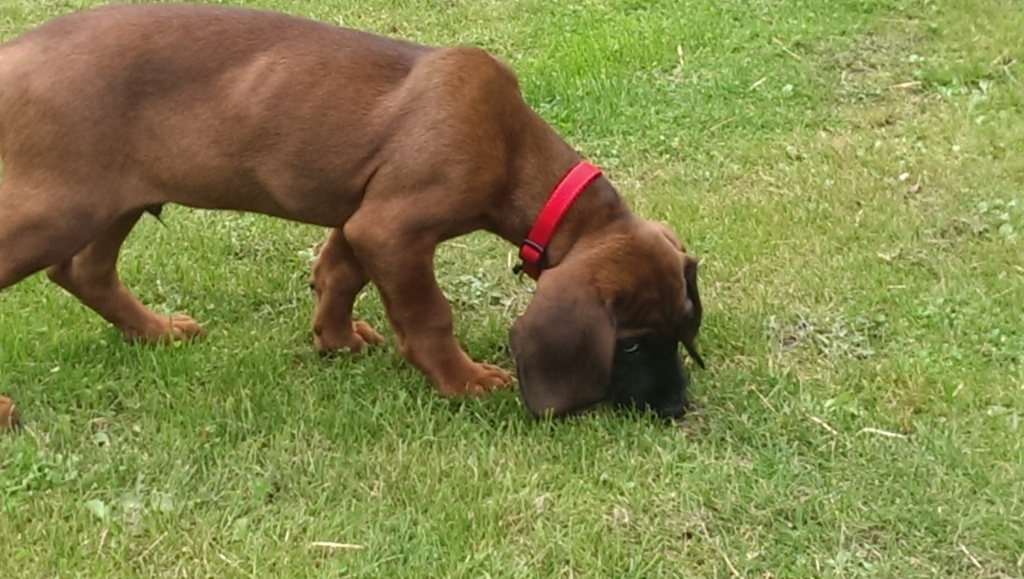 Hunde Rassehunde Bayerischer Gebirgsschweißhund Tieranzeigen