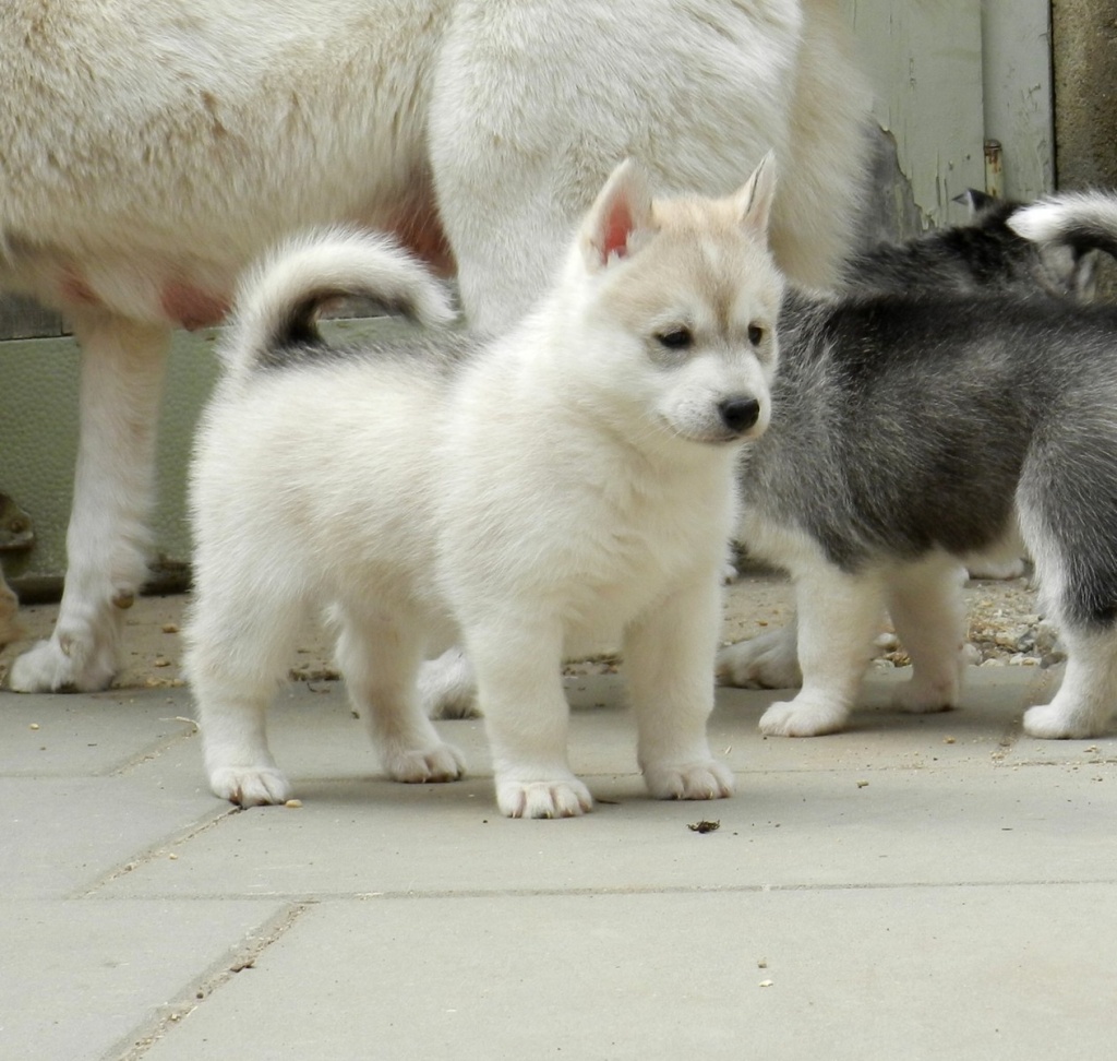 Hunde Rassehunde Husky Tieranzeigen Seite 10