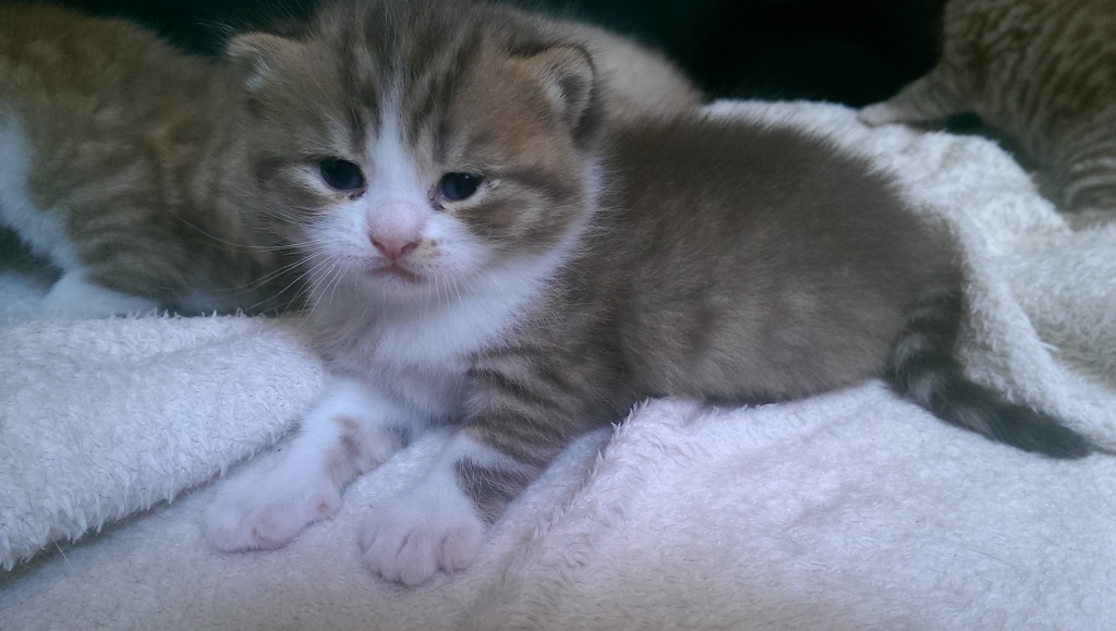 katzen rassekatzen british kurzhaar tabby anzid katzen rassekatzen british kurzhaar tabby anzid