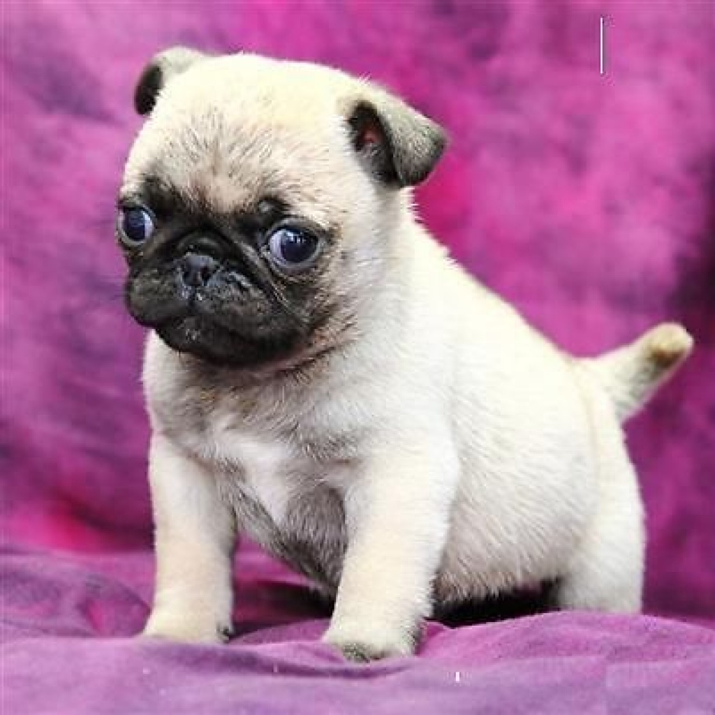 Mini MopBabys in liebevolle. Mops