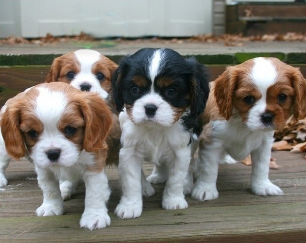 Cavalier King Charles Spaniel Kaufen Aus Tierheim Reinrassiger Cavalier-King-Charles Spaniel Welpe abzugeben - Sonstiges