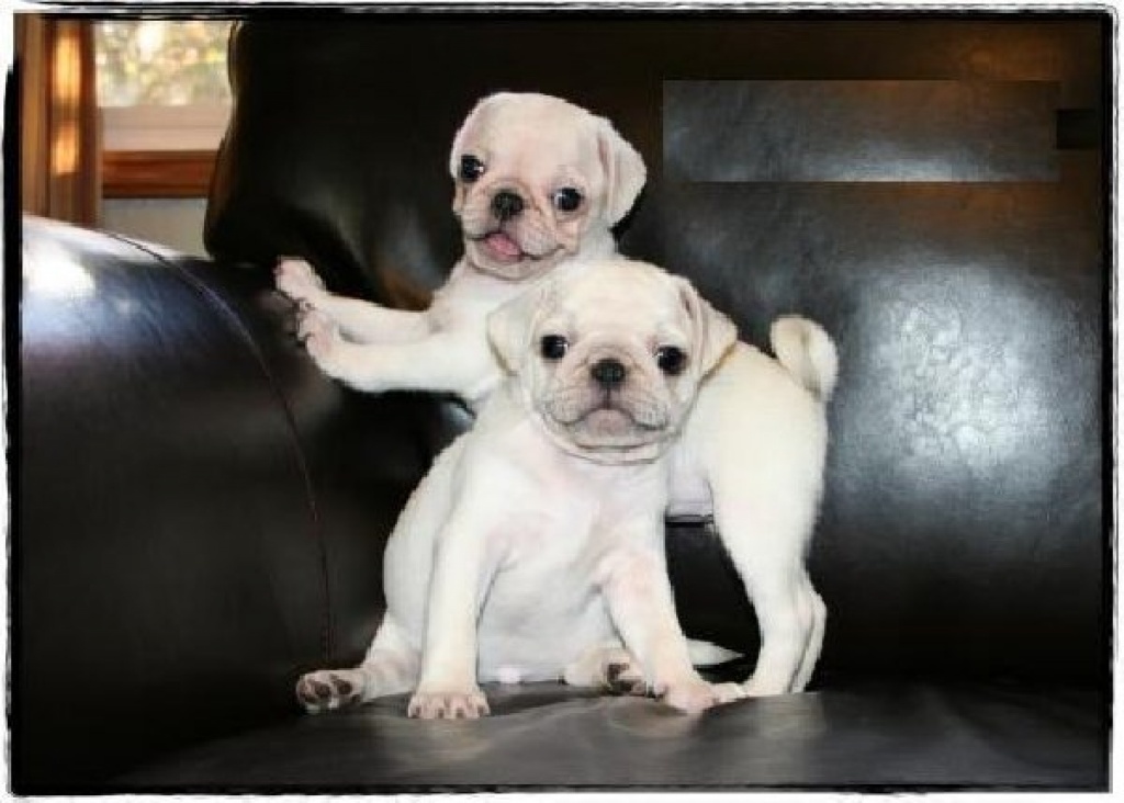 Hunde Rassehunde Mops Tieranzeigen Seite 3