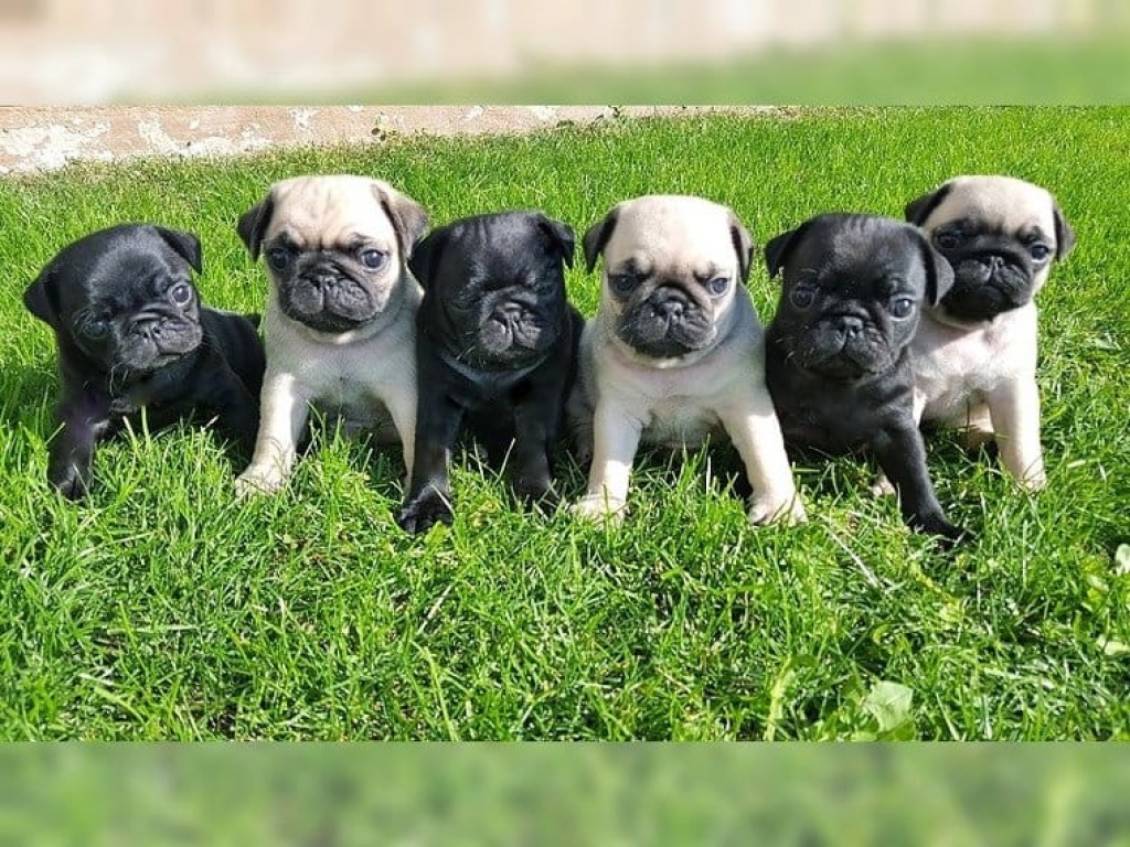 Hunde Rassehunde Mops Tieranzeigen