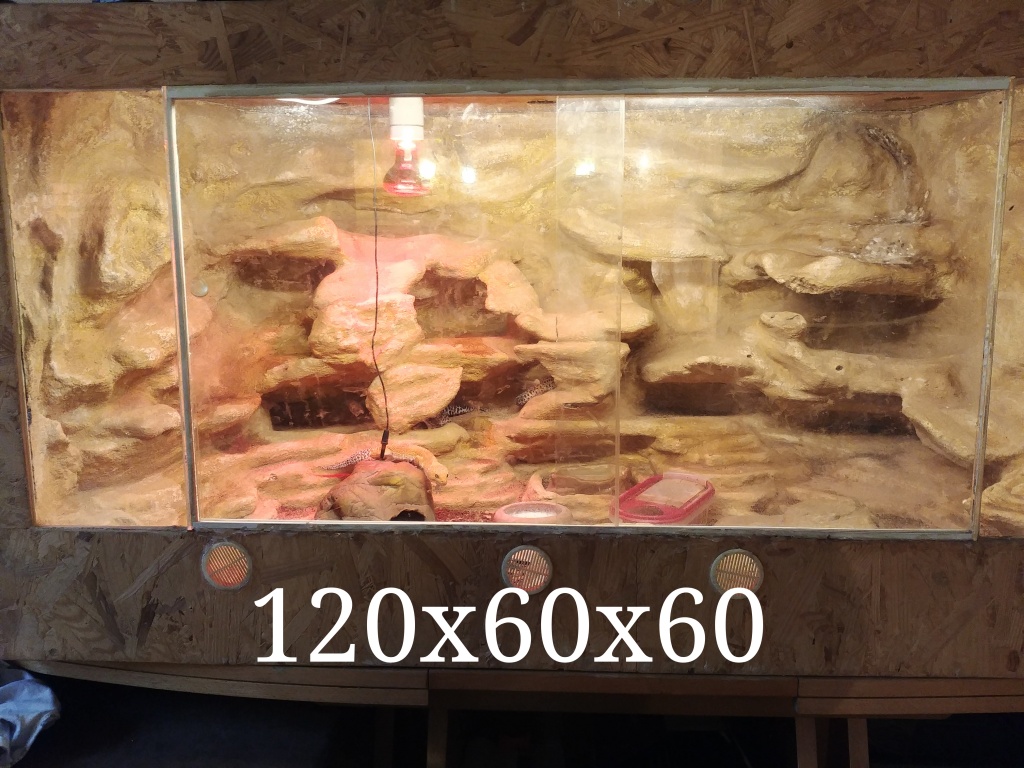 Leopardgecko Gruppe + Terrarium Geckos