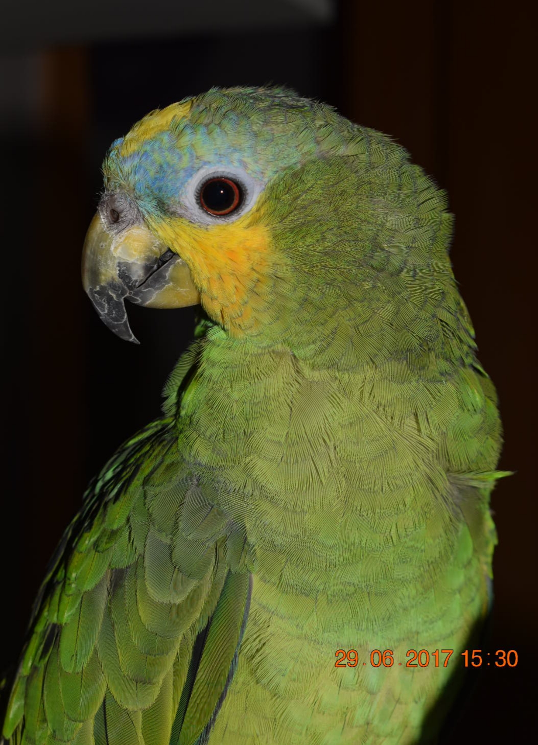 Venezuela Amazone Venezuela Amazone