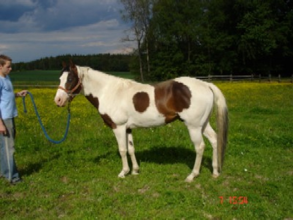 tiere pferde verschenken tiere pferde verschenken