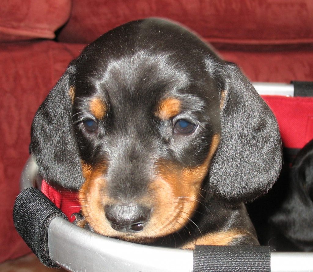 Hunde Rassehunde Dackel Tieranzeigen Seite 8