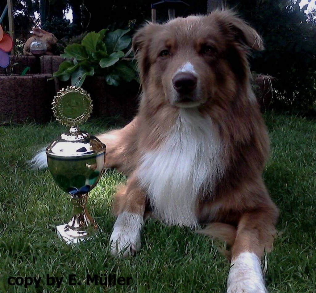 Tieranzeigen Augenkrankheiten Kleinanzeigen