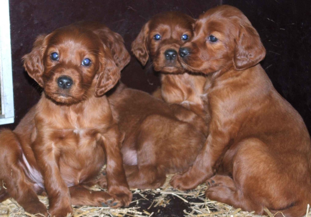 Cute Irish Red Setter puppies playing