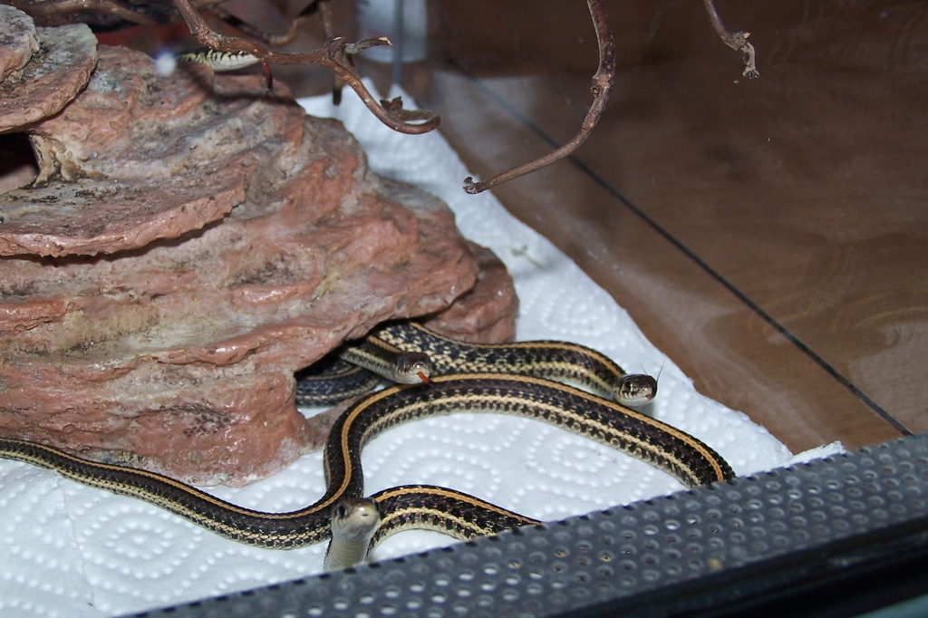 Tieranzeigen Thamnophis Kleinanzeigen