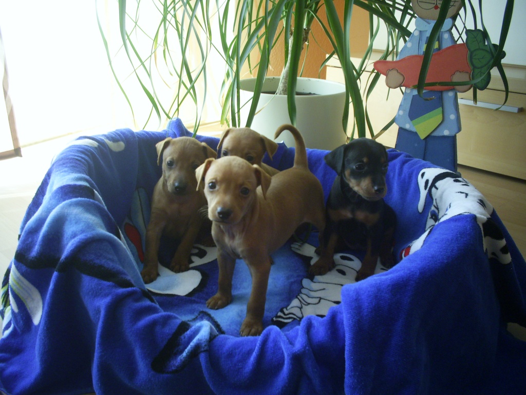 Tieranzeigen Lebensfroh Kleinanzeigen